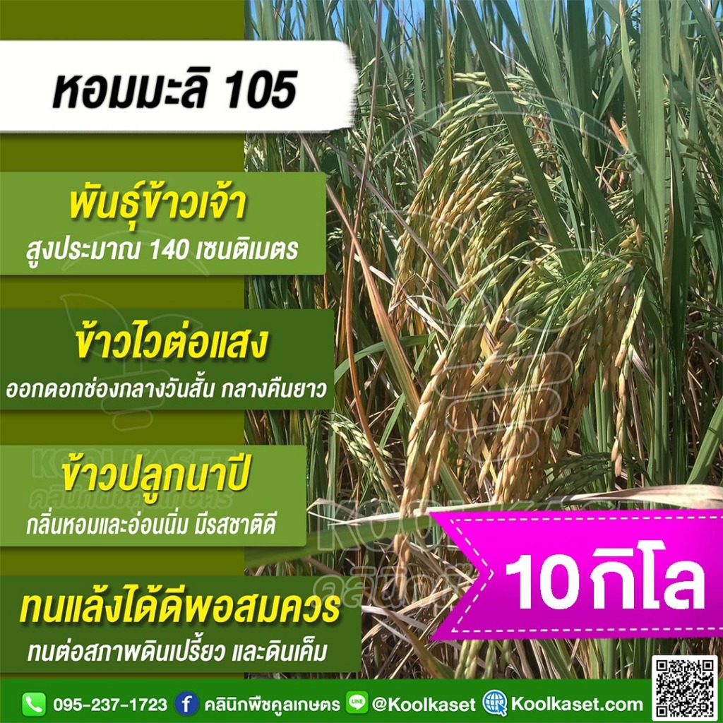 เมล็ดพันธุ์​ข้าว​ ข้าวเจ้า หอมมะลิ105 ข้าวนาปี ไวแสง หอม นุ่ม คุณภาพดี 10 กก. คูลเกษตร KR1