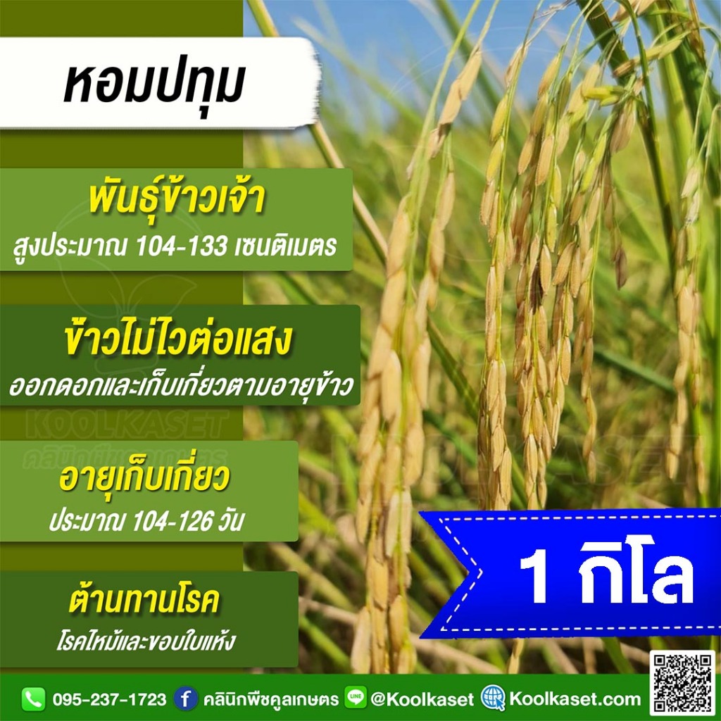 เมล็ดพันธุ์​ข้าว​​ ข้าวเจ้า หอมปทุม ข้าวนาปี นาปรัง ไม่ไวแสง อายุ 104-133 วัน นุ่ม 1 กก. คูลเกษตร KR4