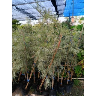 สนเกรวิลเลียสีเหลืองเลื้อยสูง1เมตร🌲