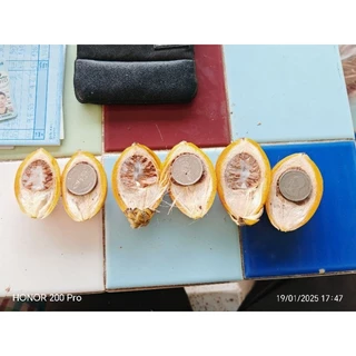 หมากสุก​ 1กิโลกรัม​ 15-20​ลูก​ หมากแก่​ส้ม สั่งได้​ ตัดใหม่ๆไม่แห้ง​🙏🙏แถมทุกออเดอร์​