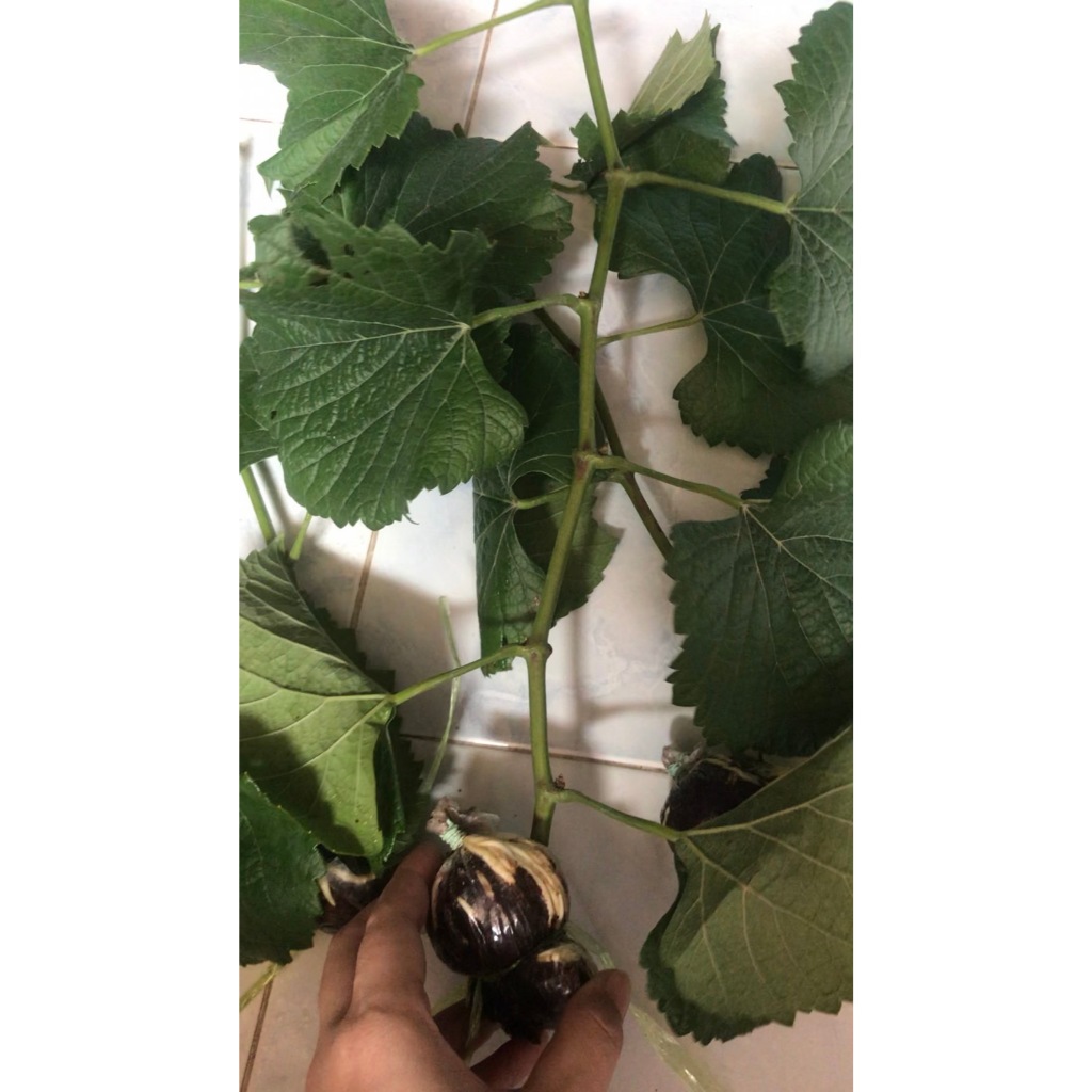กิ่งองุ่นป่า ตอป่ายังไม่ติดตา สำหรับลูกค้าที่ต้องการนำไปติดตาเอง ก้านใหญ่ ใบเขียวสด