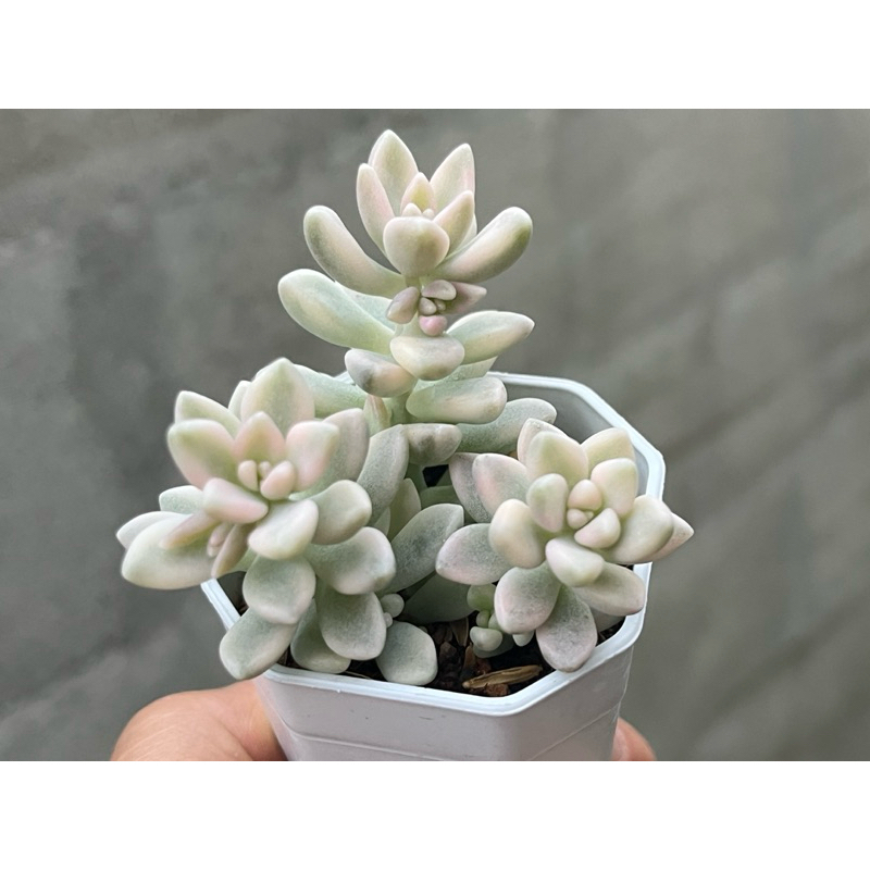 graptopetalum mirinae variegated เมดูซ่าด่าง กุหลาบหิน ไม้อวบนำ้ ขนาด 2 นิ้ว