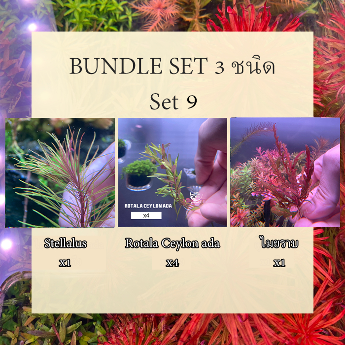 ต้นไม้น้ำ Bundle Set 9 - 17