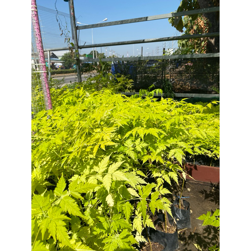 เกษมณีสีทอง สูง 40 ซม. งานกระถาง 5“