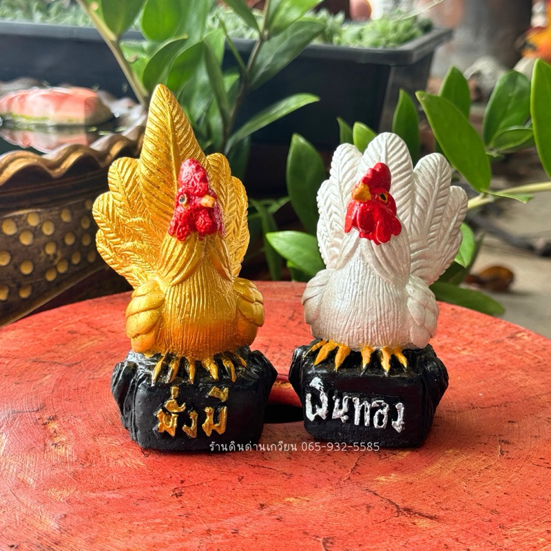 ไก่แจ้ เงินทอง ไก่แจ้มงคล(มั่งมี เงินทอง)ราคาต่อคู่ รูปที่ 3
