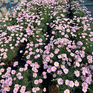 NEW😍Paris Daisy (ปารีส เดซี่) สีแดง เหลือง ชมพู ดอกไม้กินได้ กระถาง 8 นิ้ว*ส่งติดดอก* ดอกหลายโทนสีในต้นเดียว ต้นไม้