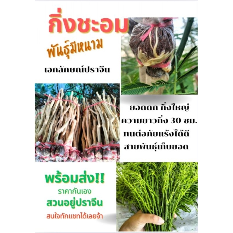 ชะอมกิ่งตอน "พันธุ์พื้นบ้านปราจีนบุรี" 50กิ่ง 400 บาท ของพร้อมจัดส่ง