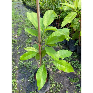 ต้นจำปี ดอกหอม ไม้มงคล (สูง 50-60cm) ต้นแข็งแรง รากแน่น พร้อมปลูก