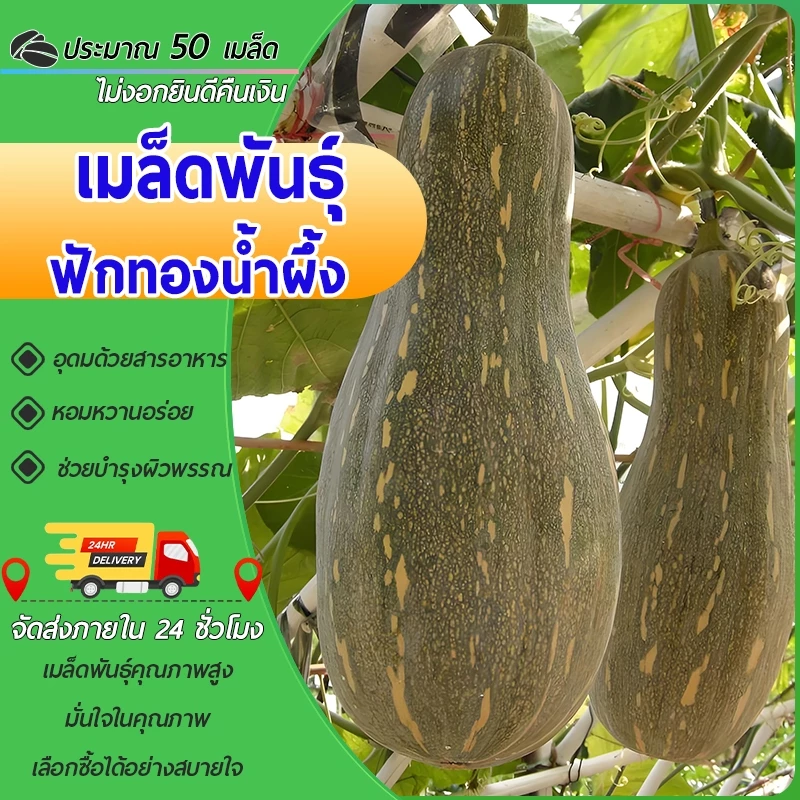 50 เมล็ดเมล็ดพันธุ์ฟักทองน้ำผึ้ง บัตเตอร์นัท เมล็ดพันธุ์ผัก ผักสวนครัว ผักออร์แกนิก