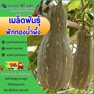 50 เมล็ดเมล็ดพันธุ์ฟักทองน้ำผึ้ง บัตเตอร์นัท เมล็ดพันธุ์ผัก ผักสวนครัว ผักออร์แกนิก