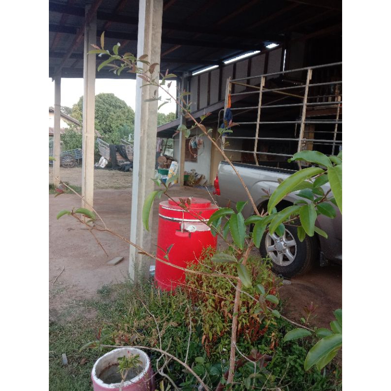 ต้นตอผักติ้วยอดแดงแบบขุดต้นมาปักชำ - รูปที่ 4