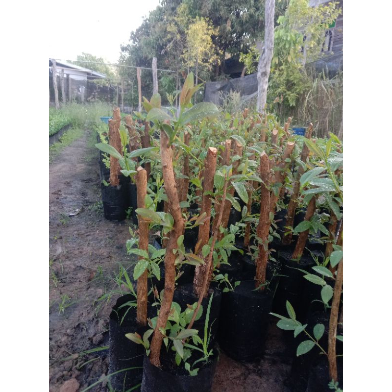 ต้นตอผักติ้วยอดแดงแบบขุดต้นมาปักชำ - รูปที่ 5