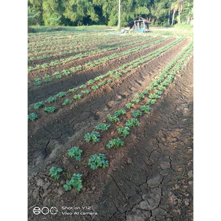 เมล็ดพันธุ์ถั่วลิสง สข.38 บรรจุ 500 กรัม แห้งแกะเปลือก งอกดีมากก