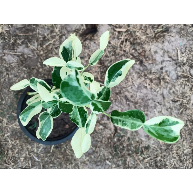 มะกรูดด่าง(Kaffir lime variagated)