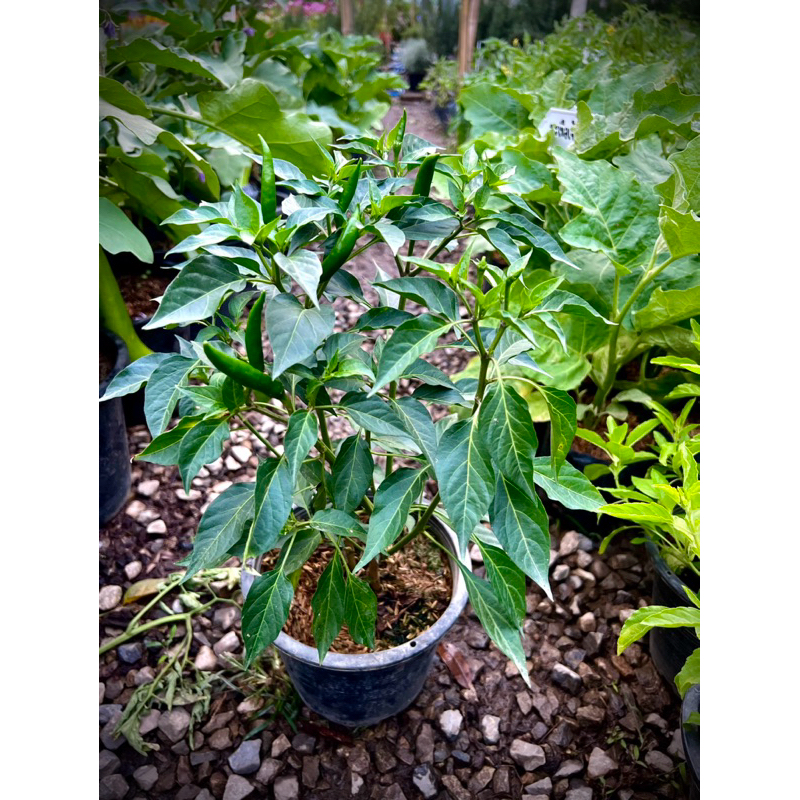 Thai Red Chili ต้นพริกแดง พริกแดงจินดา Small Red Chili  Thai Hot Chili  ผักสวนครัวพร้อมปลูก Thai Hot Chili 🌶️ Organic 💯