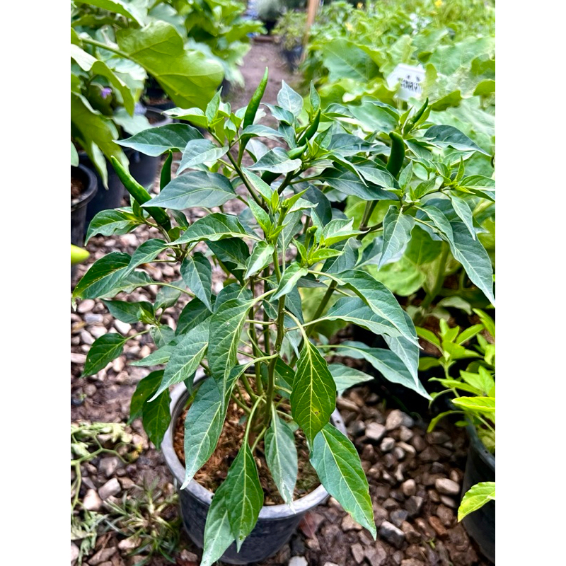 Thai Red Chili ต้นพริกแดง พริกแดงจินดา Small Red Chili  Thai Hot Chili  ผักสวนครัวพร้อมปลูก Thai Hot Chili 🌶️ Organic 💯 - รูปที่ 2