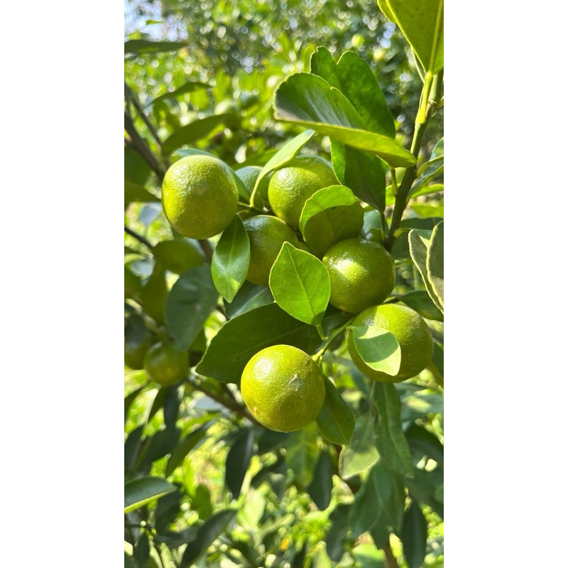 รูปภาพ 4