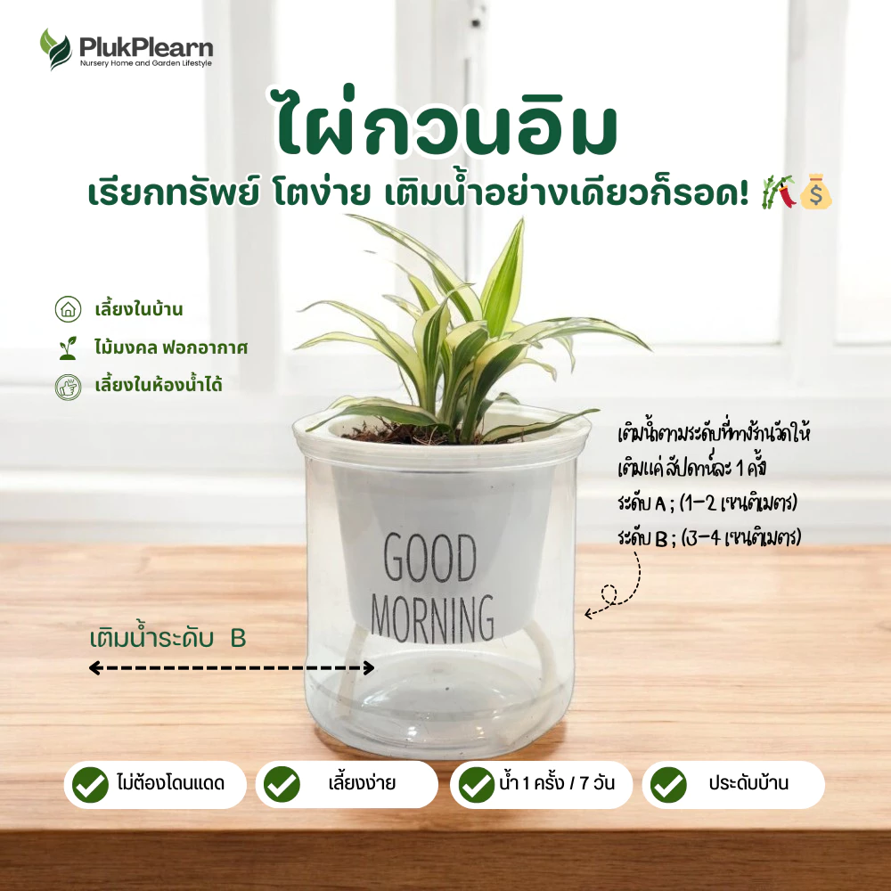 ต้นไม้ ฟอกอากาศ แต่งโต๊ะคอม ไม้มงคล กระถางรดน้ำอัตโนมัติ thumbnail 9