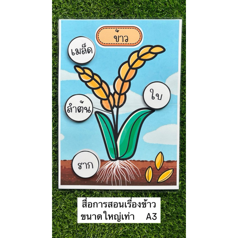 สื่อการสอนเรื่องข้าว สื่อการสอนปฐมวัย ขนาดใหญ่เท่า A3