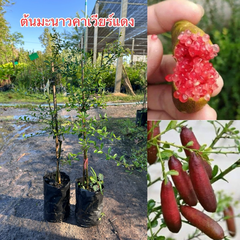 “ต้นมะนาวคาเวียร์สีแดง” (1ต้น)