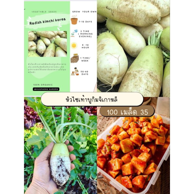 เมล็ดหัวไชเท้าเกาหลี Korea radish kimchi 100 เมล็ด 35 บาท