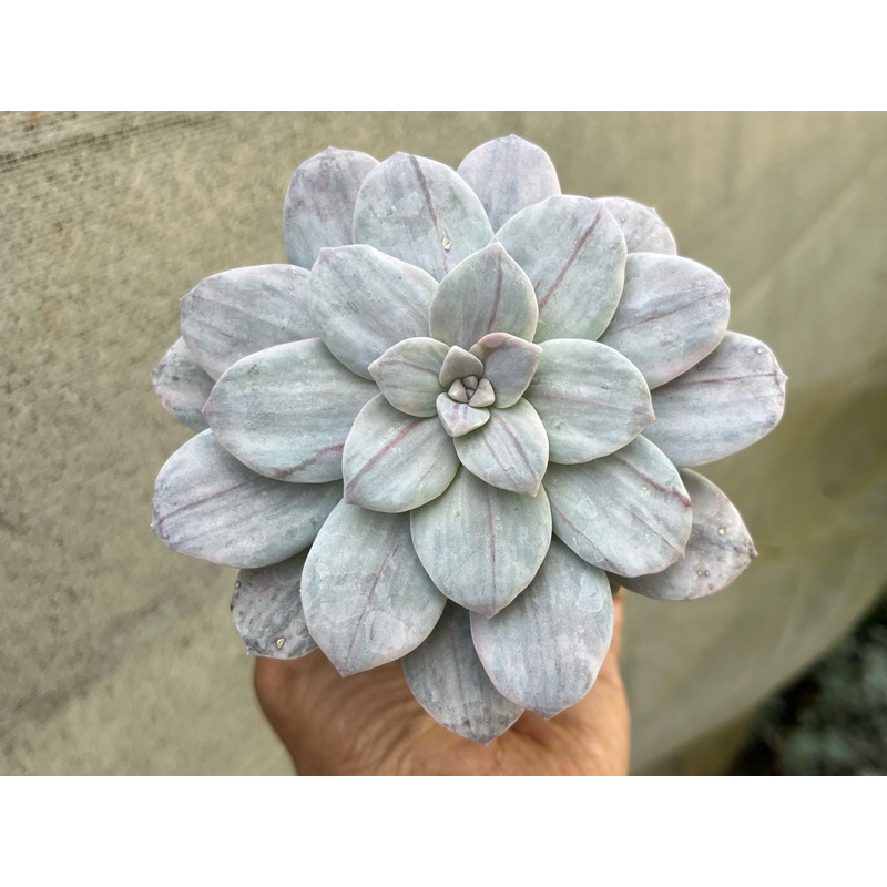 Graptopetalum Silverbum กุหลาบหินไม้อวบน้ำขนาดกระถาง 4 นิ้ว