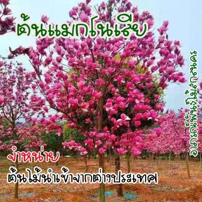 ต้นแมกโนเลีย Magnolia ดอกสีชมพู ต้นไม้นำเข้า ต้นแข็งแรงพร้อมปลูก