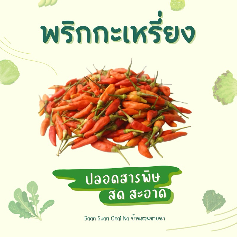 พริกกะเหรี่ยง พร้อมส่ง ขายเป็นกิโล ปลอดสารพิษ จากสวนที่บ้าน