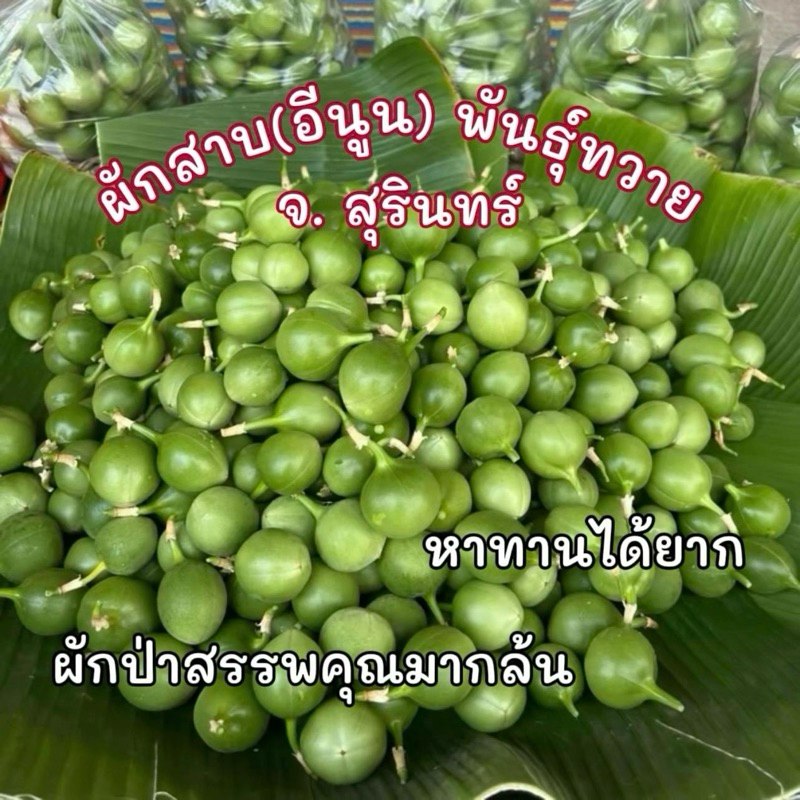 ผลผักสาบ(ผักอีนูน) พันธุ์ทวาย จ.สุรินทร์