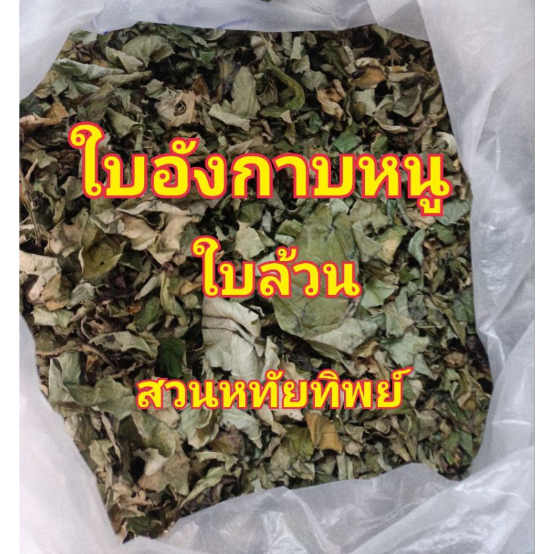 ใบอังกาบหนูดอกสีเหลืองมีหนามสวนป้าปลูกเองปลอดสารเคมี100%จ้า