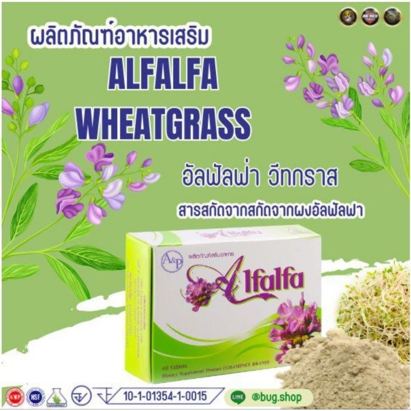 Allfalfa อัลฟัลฟา หรือลูเซิร์น (Lucerne) มีชื่อทางวิทยาศาสตร์ว่า Medicago sativa L.