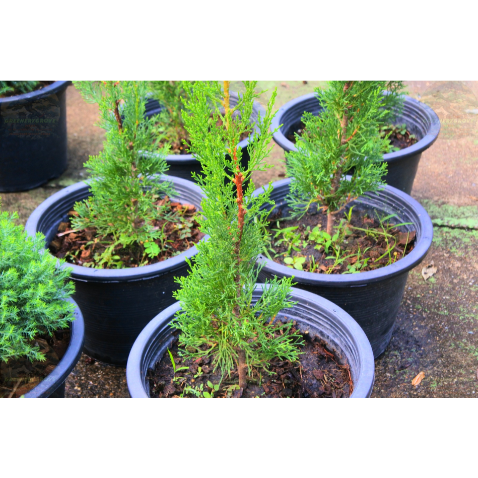 [พร้อมส่ง] ต้นสนดินสอ Italian Cypress, Pencil Pine ความสูง 55 cm เป็นไม้หายาก ราคา ถูกที่สุด ดีลบีเคเค แกลเลอรีภาพที่ 7