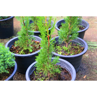 [พร้อมส่ง] ต้นสนดินสอ Italian Cypress, Pencil Pine ความสูง 55 cm เป็นไม้หายาก