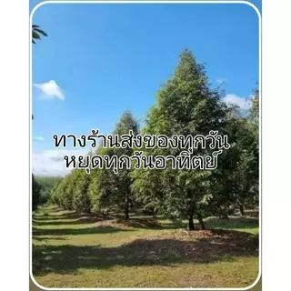 แมมมอท แคลเซียม โบรอน ขนาด 1 ลิตร แมมมอท แคลเซียม โบรอน ขนาด 4 ลิตร ลดการหลุดร่วง เพิ่มน้ำหนัก บริษัทเทพวัฒนา
