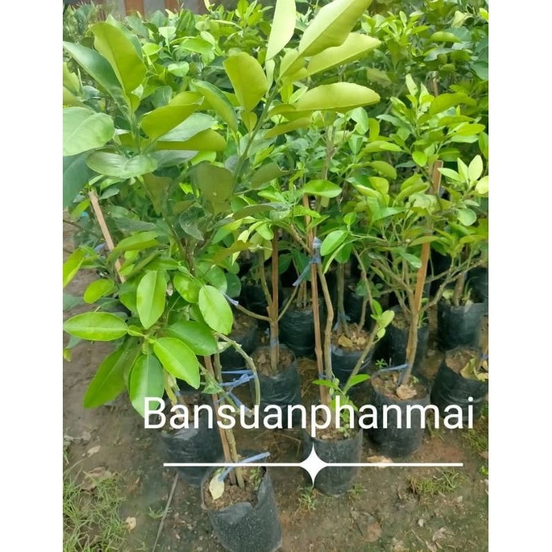 ต้นส้มโอ พันธุ์ขาวแป้น ต้นกิ่งตอน สูง 100-120 ซม.