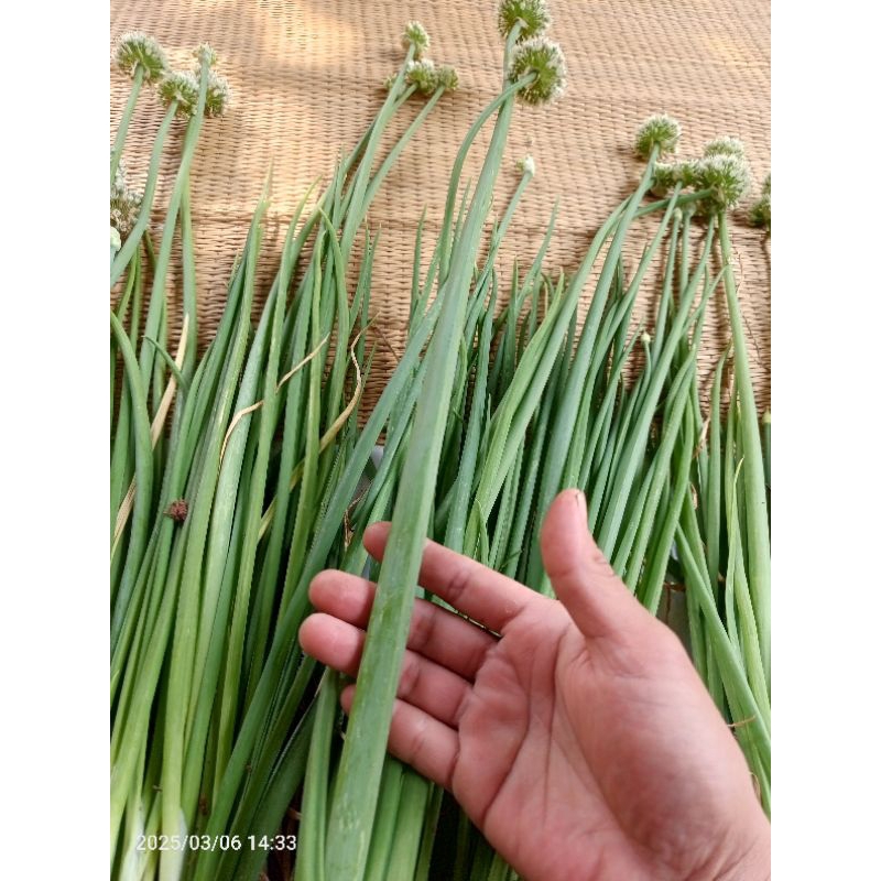 👉 หอมทานดอก(ต้นพันธุ์)🌻 หอมแบ่ง🌿 ต้นใหญ่ ไม่ลงหัว(แบ่งปลูกได้ทั้งปี) ส่งเป็นต้นสดพร้อมปลูก ทานได้ทั้งดอก+ใบ - รูปที่ 5