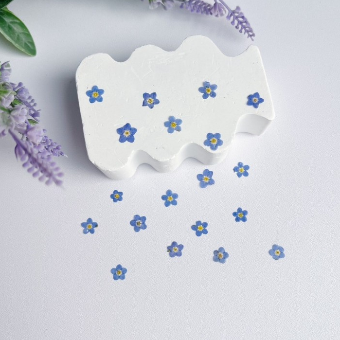 ดอกไม้แห้ง ดอกฟอเก็ตมีน็อต - สีฟ้าธรรมชาติ | 20 ดอก(1แผ่น)- สำหรับงาน DIY งานเรซิ่นและตกแต่งอื่นๆ