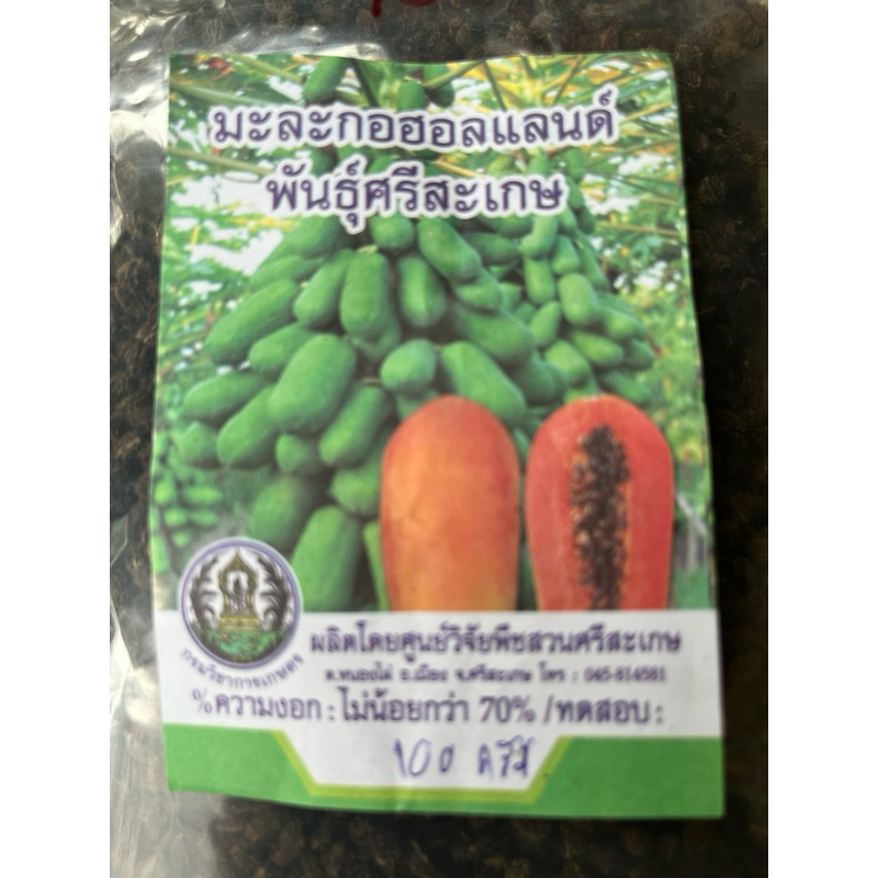 เมล็ดพันธุ์มะละกอฮอลแลนด์เตี้ย จำนวน 20 เมล็ด เมล็ดพันธุ์ของศูนย์วิจัยพืชสวนศรีสะเกษ  🪴 มีคู่มือการเพาะเมล็ดให้ 🪴
