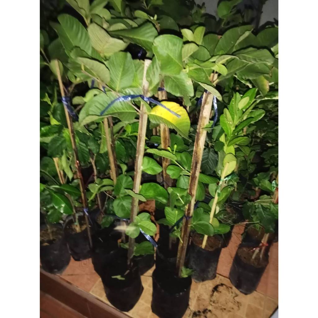 ต้นฝรั่งหงษ์เป่าสือ หรือฝรั่งไส้แดง ขนาดความสูง 80-90 ซม. - รูปที่ 2