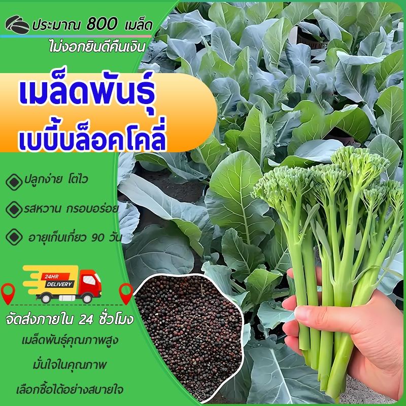 800 เมล็ดเมล็ดพันธุ์เบบี้บล็อคโคลี่ เมล็ดบล็อคโคลี่ เมล็ดเบบี้บล็อคโคลี่ สีเขียวคุณภาพดีผักสวนครัว
