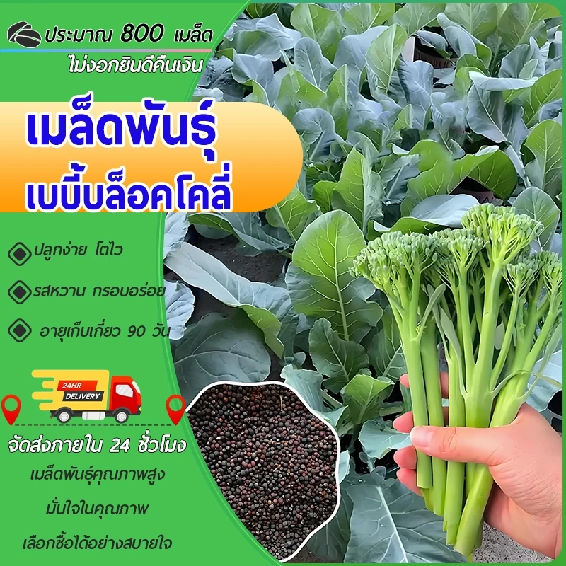800 เมล็ดเมล็ดพันธุ์เบบี้บล็อคโคลี่ เมล็ดบล็อคโคลี่ เมล็ดเบบี้บล็อคโคลี่ สีเขียวคุณภาพดีผักสวนครัว