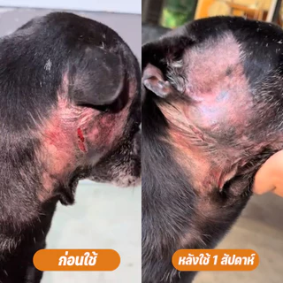 Goodboss Pet Balm บาล์มเเท่งสำหรับสัตว์เลี้ยง ช่วยให้เเผลเเห้งเร็ว ขนาด 5 กรัม ผลิตภัณฑ์ออแกนิค