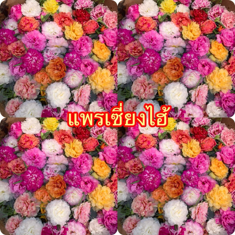 แพรเซี่ยงไฮ้ แยกสี10กิ่ง20฿เลือกสีตามใจชอบเลยจ้า