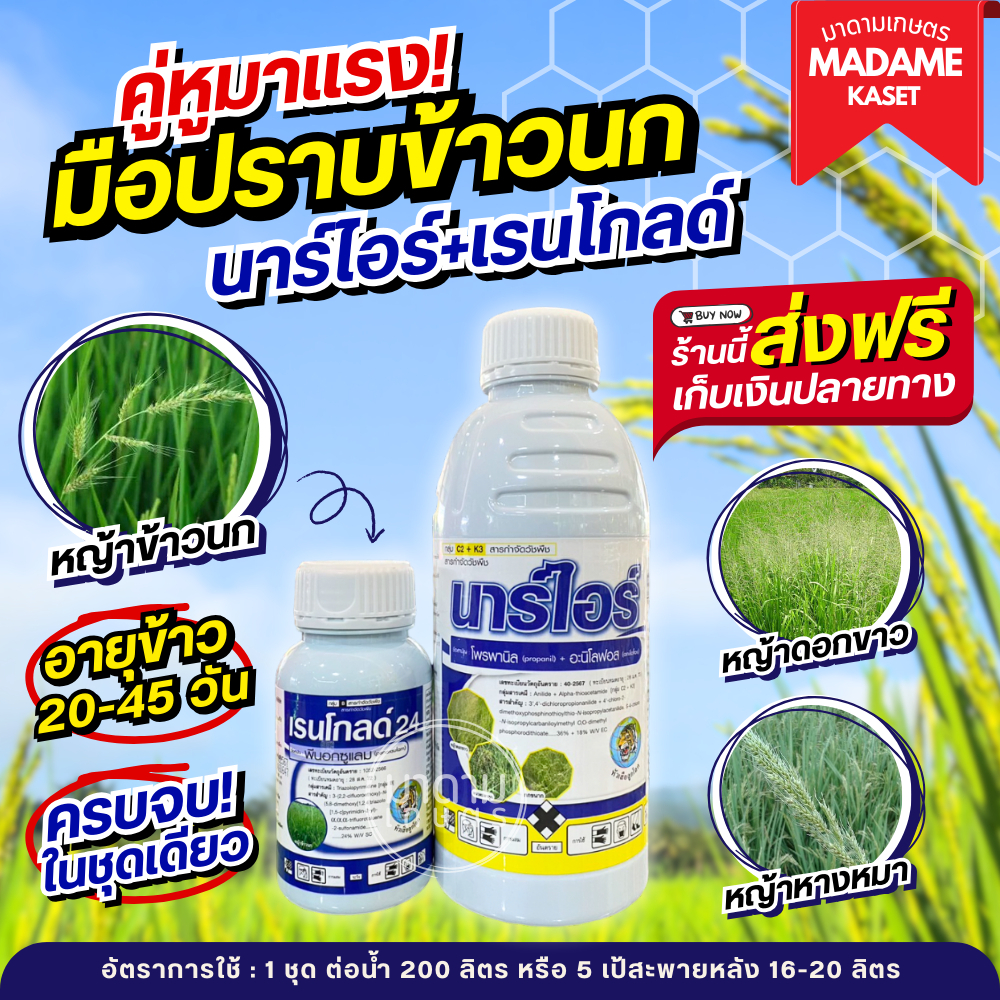 คู่หูใหม่มาแรง! นาร์ไอร์+เรนโกล์ด มือปราบข้าวนกดื้อยา ช่วงข้าว 20-50 วัน เก่งหญ้าหางหมา หญ้าหนวดปลาดุก หญ้าดอกขาว ปอดนา