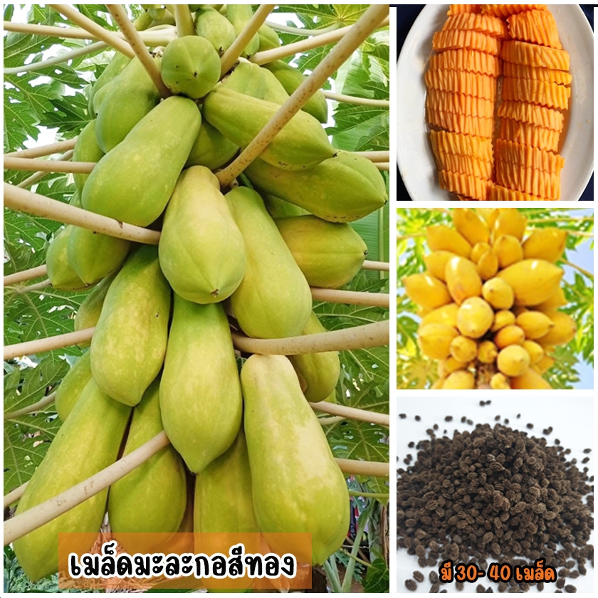 เมล็ดพันธุ์มะละกอสีทอง ขณะอ่อนหรือดิบกรอบฉ่ำน้ำ ปรุงเป็นอาหารได้ มี 30-40 เมล็ด