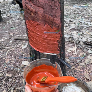ดินทาหน้ายาง ตรา ไฮสปีดร์ (สีส้ม)