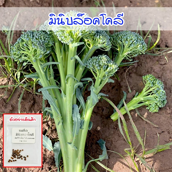 มินิบรอกโคลี เมล็ดพันธุ์ 4-10 เมล็ด ปลูกง่าย โตไว ผลผลิตสูง (ซื้อ 10 แถม 1 คละได้)