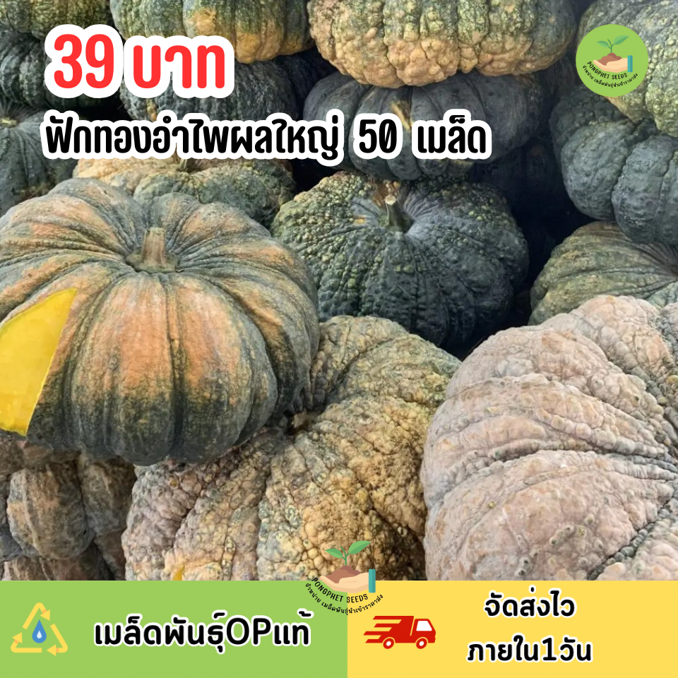 เมล็ดพันธุ์ฟักทองอำไพลูกใหญ่ 50 เมล็ด