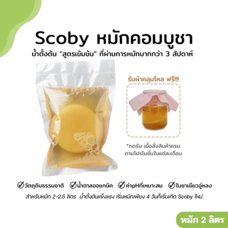 Scoby Kombucha หัวเชื้อ หมักคอมบูชา รสกลมกล่อม พร้อมคำแนะนำ