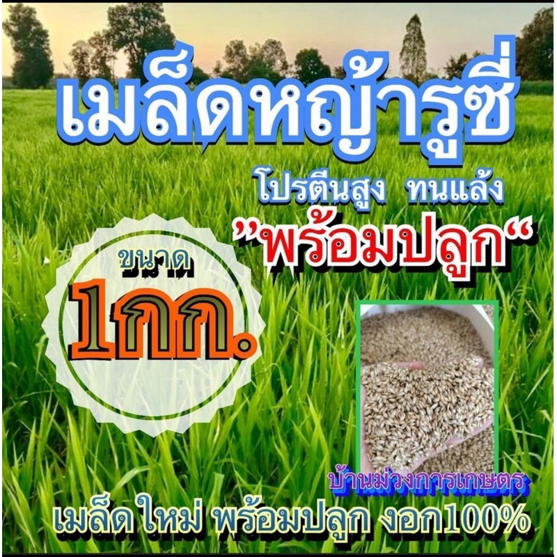 ✅ รูซี่ เมล็ดหญ้ารูซี่ 1 กิโลกรัม #รับประกันการงอก #พร้อมปลูกปี หญ้าเลี้ยงสัตว์ หญ้า พันธ์ุหญ้า  หญ้าเลี้ยงวัว